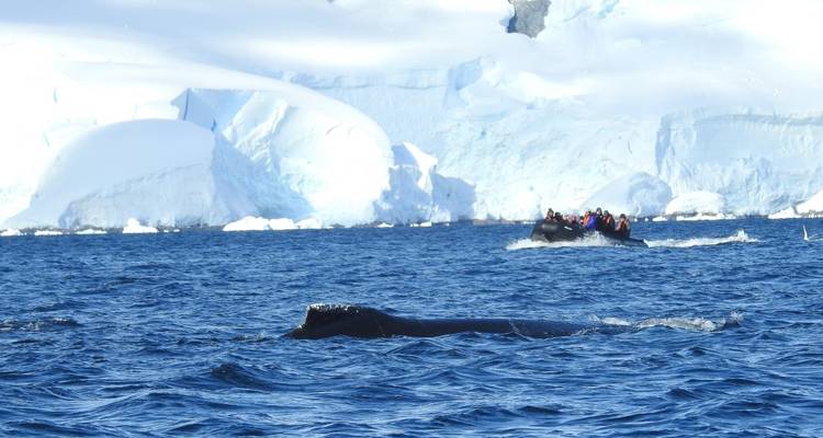 OBSERVATION DES BALEINES DE L'ANTARCTIQUE - À LA RECHERCHE DES GÉANTS DES MERS - Inventia 4