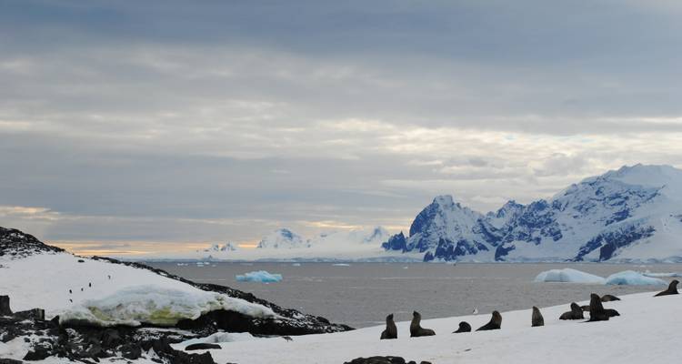 OBSERVATION DES BALEINES DE L'ANTARCTIQUE - À LA RECHERCHE DES GÉANTS DES MERS - Inventia 9