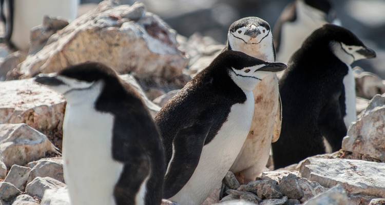 OBSERVATION DES BALEINES DE L'ANTARCTIQUE - À LA RECHERCHE DES GÉANTS DES MERS - Inventia 10