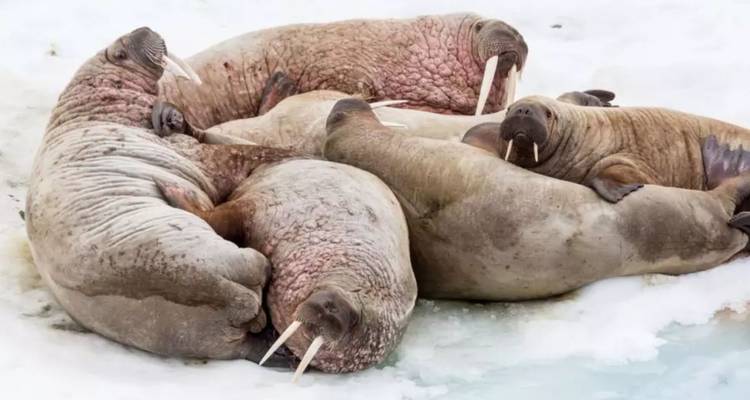 Grande expédition sur la nature et la faune autour du Svalbard, max. 12 passagers à bord - Inventia 6