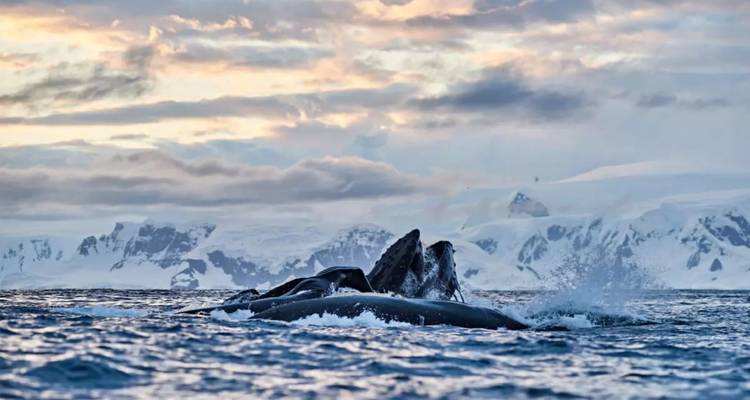 Premium: East Greenland's Northern Lights: Fly and Cruise - Inventia 4