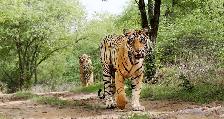 Experience Taj Mahal and Wildlife with a Royal Stay in Castles - Memorable India Journeys 2