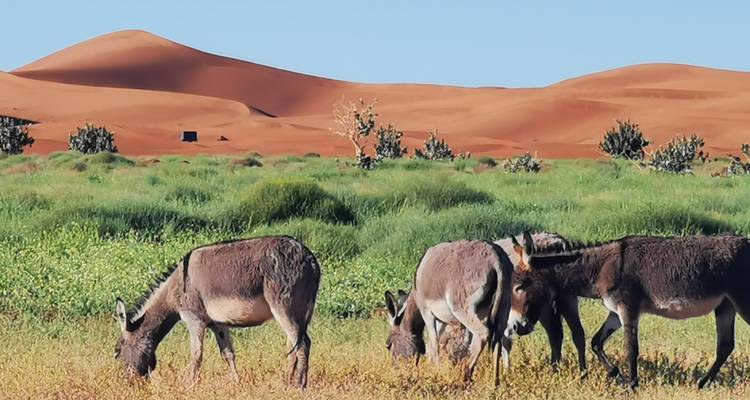 3 days From Marrakech to Erg Chegaga - SAHARA HOLIDAY 2