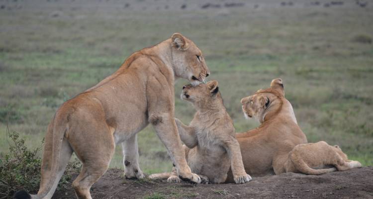 The Best Of Kenya And Tanzania - Local Safaris 1