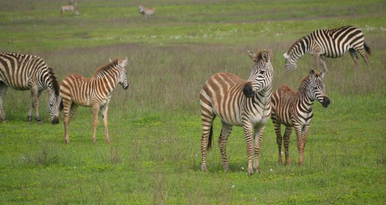 The Best Of Kenya And Tanzania - Local Safaris 3