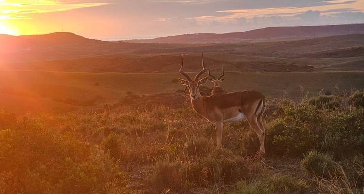 The Best Of Kenya And Tanzania - Local Safaris 4