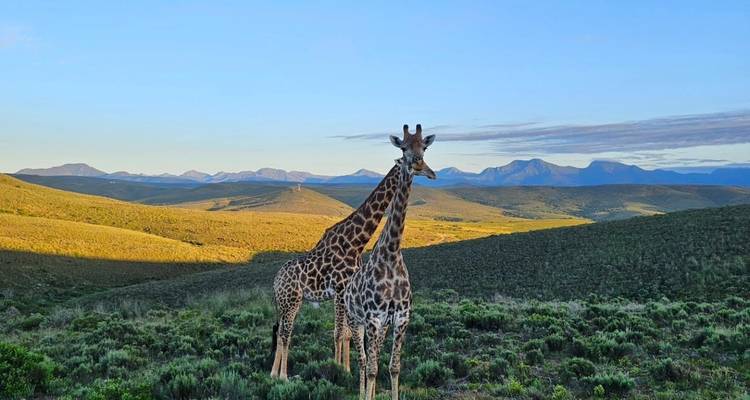 The Best Of Kenya And Tanzania - Local Safaris 6