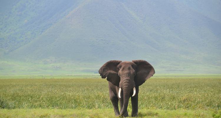 The Best Of Kenya And Tanzania - Local Safaris 7