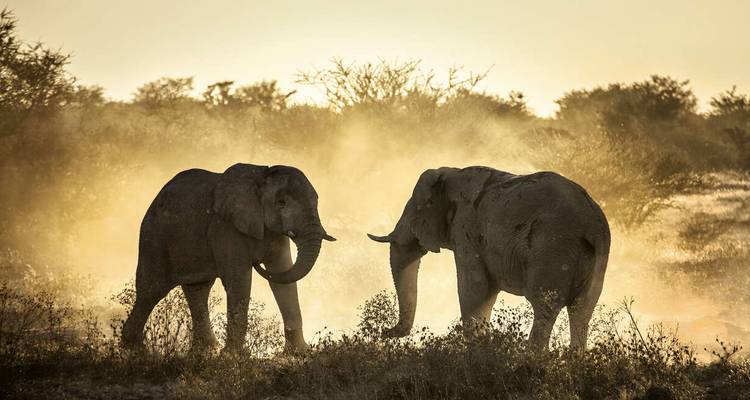 Surclassé - Safari au Botswana - Explore! 3