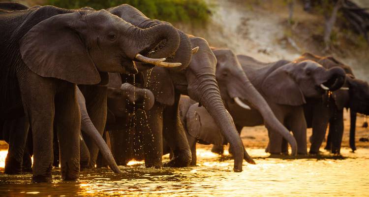 Surclassé - Safari au Botswana - Explore! 7