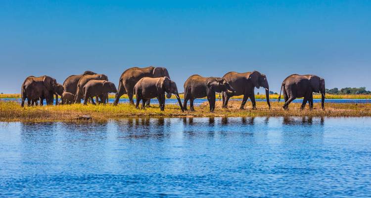 Surclassé - Safari au Botswana - Explore! 8