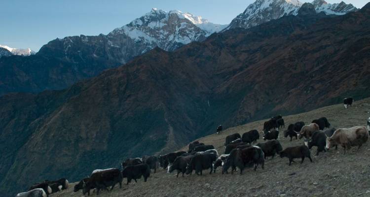 Yaks broutant sur le flanc d'une montagne.