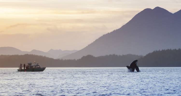 Une baleine effectuant un saut spectaculaire à côté d'un petit bateau de tourisme sur fond de silhouettes de montagnes brumeuses au coucher du soleil.