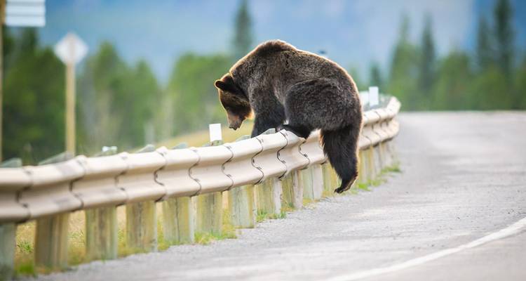 Un ours grizzli escaladant une barrière de sécurité routière dans un parc national montagneux.