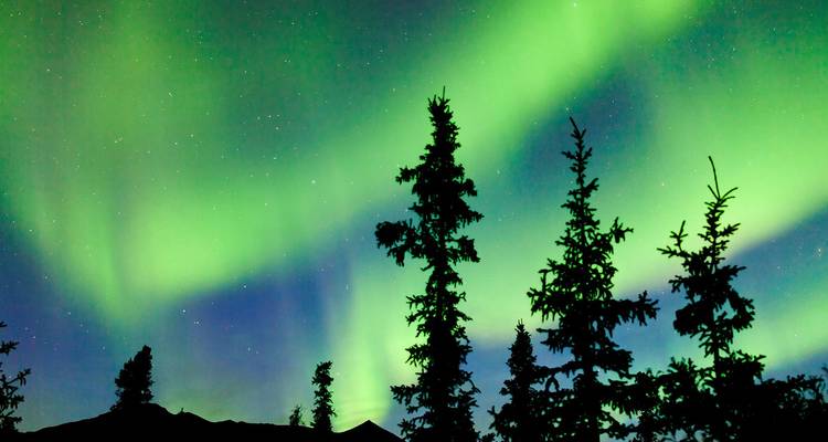 Des aurores boréales d'un vert éclatant balayant un ciel d'hiver étoilé au-dessus de sapins épicéa en silhouette.