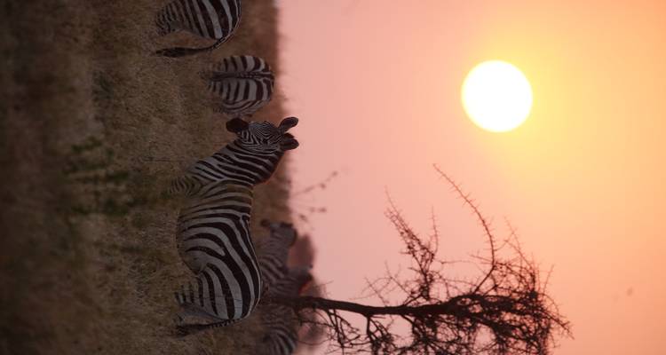 Zebras, die auf goldenem Savannengraslang grasen, silhouettiert gegen einen lebendigen Sonnenaufgang.
