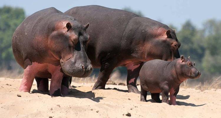 Safari de 3 días por el Serengeti con salida de Zanzíbar - Akondo Adventures 1