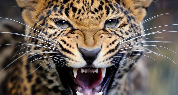 Safari de 3 días por el Serengeti con salida de Zanzíbar - Akondo Adventures 4