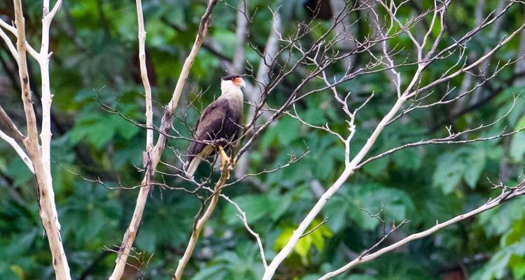 Oiseau perché sur de fines branches dans un feuillage dense de la forêt tropicale amazonienne