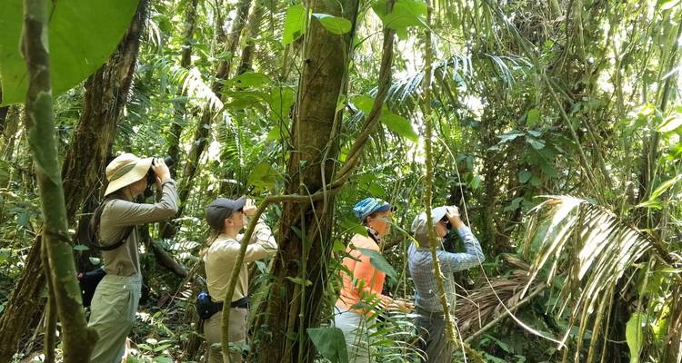 Petit groupe d'ornithologues utilisant des jumelles dans une jungle tropicale dense