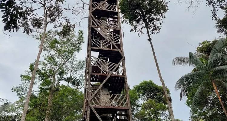 Torre d'observation en bois s'élevant au-dessus de la canopée de la forêt tropicale sous un ciel gris