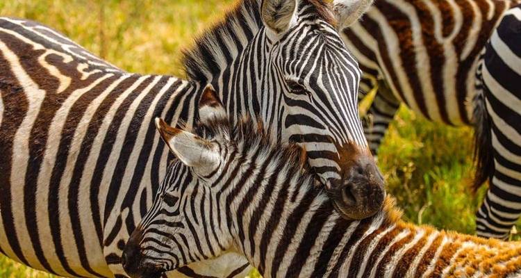Safari de 3 jours au Serengeti et au Ngorongoro au départ de Zanzibar - Akondo Adventures 1