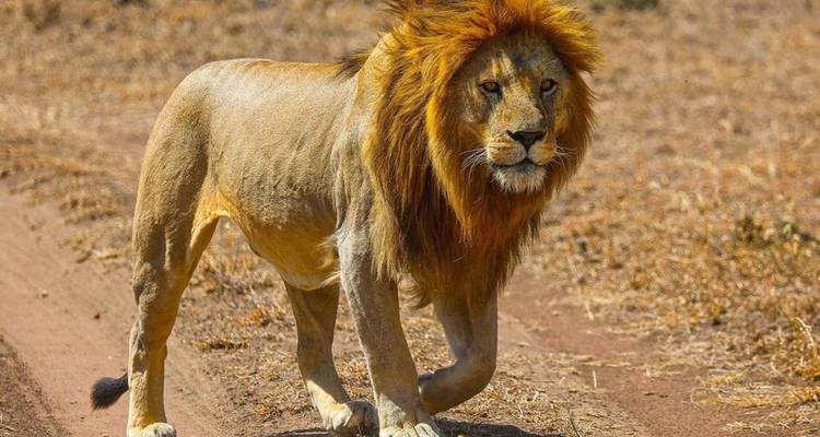 Safari de 3 jours au Serengeti et au Ngorongoro au départ de Zanzibar - Akondo Adventures 2