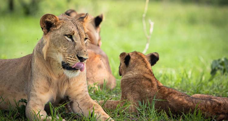 6 días explorando las maravillas doradas del norte de Tanzania - Akondo Adventures 1
