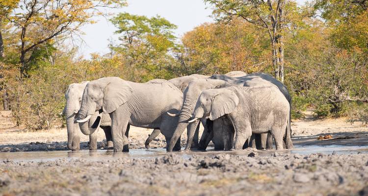 Botsuana y Zimbabue "Ruta del Marfil" - Sunway Safaris 4
