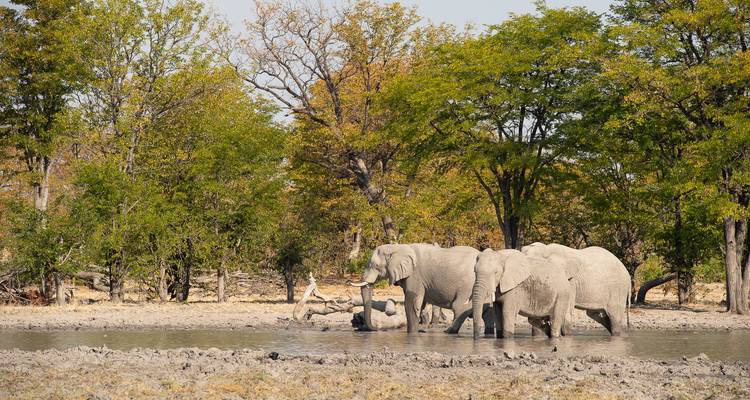 Botsuana y Zimbabue "Ruta del Marfil" - Sunway Safaris 6