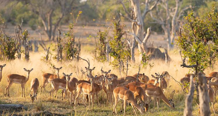 Botsuana y Zimbabue "Ruta del Marfil" - Sunway Safaris 8