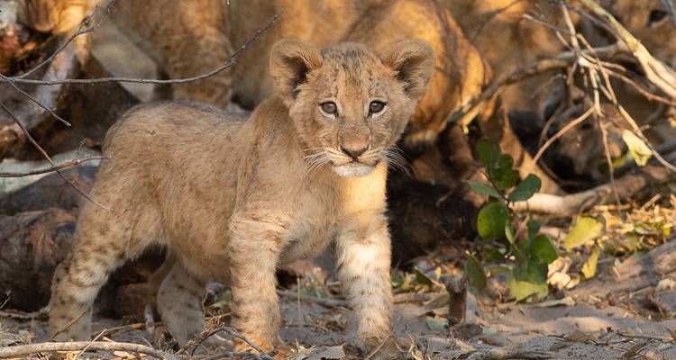 Botsuana y Zimbabue "Ruta del Marfil" - Sunway Safaris 9