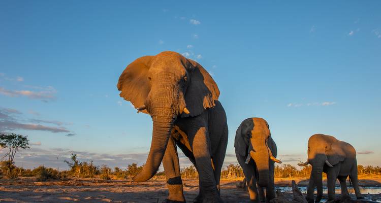 Botsuana y Zimbabue "Ruta del Marfil" - Sunway Safaris 10