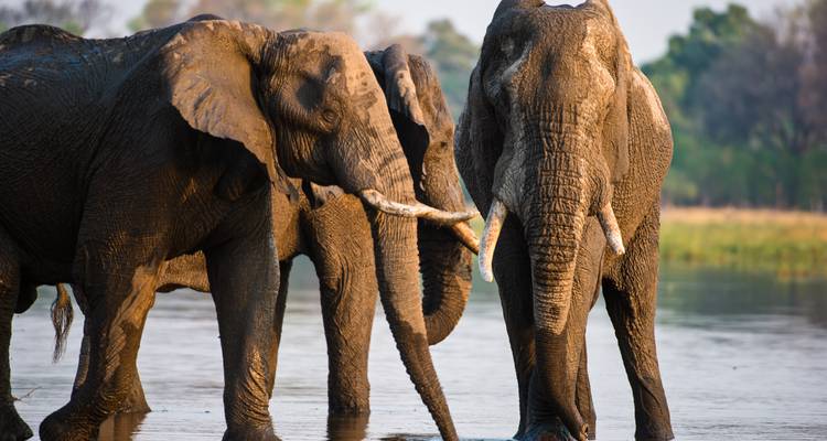 Botsuana y Zimbabue "Ruta del Marfil" - Sunway Safaris 1