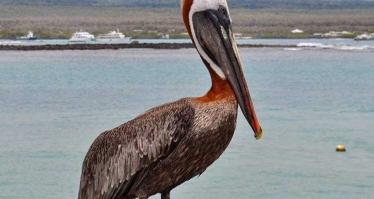 Escapada Definitiva a Galápagos 8Días/7Noches - Across Caribbean Excursions  2