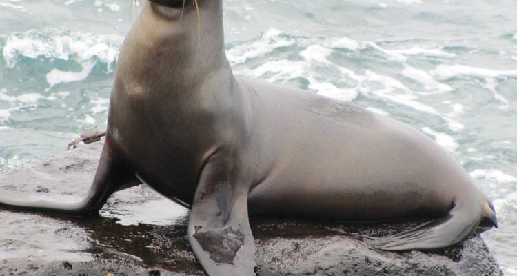 Escapada Definitiva a Galápagos 8Días/7Noches - Across Caribbean Excursions  3