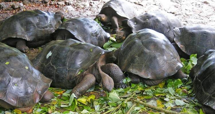 Escapada Definitiva a Galápagos 8Días/7Noches - Across Caribbean Excursions  4