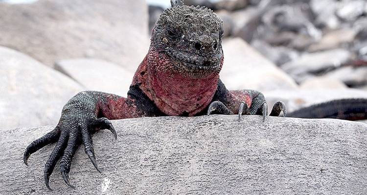 Un iguane marin se reposant sur des rochers.