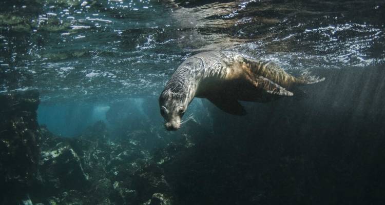 Un phoque nageant sous l'eau.