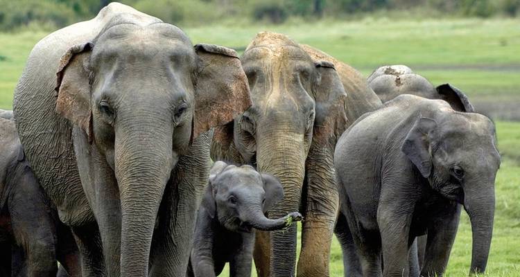 Sri Lanka intensivo - MEIERS WELTREISEN 4