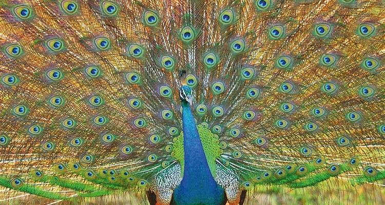 Safari por la naturaleza - MEIERS WELTREISEN 2