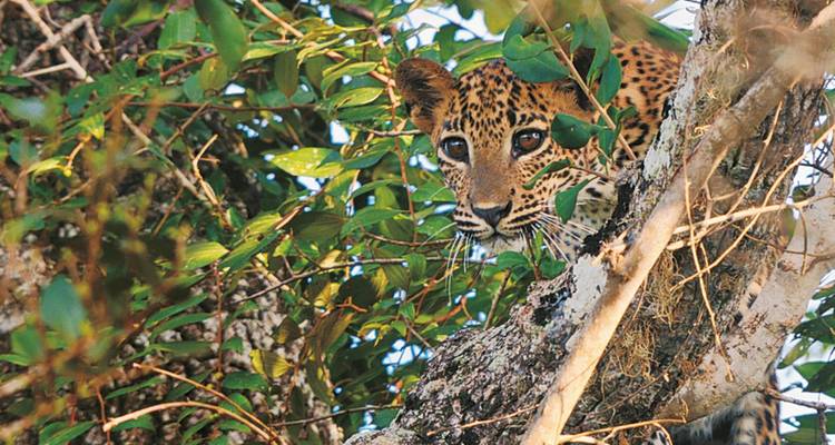 A leopard peering through the leaves in a tree.