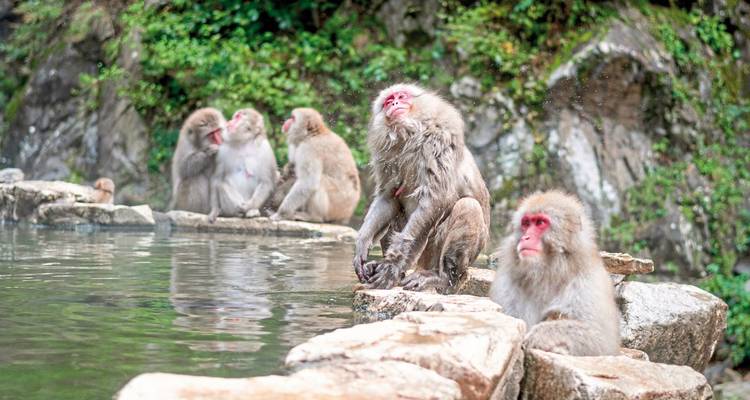 Japanese macaques lounging by a hot spring in a forested area.