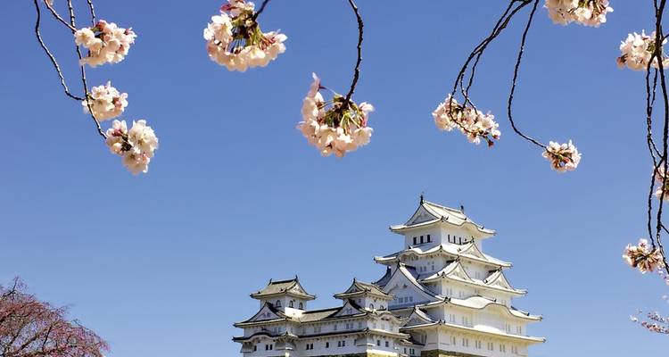 View of a Japanese castle with cherry blossoms in foreground.