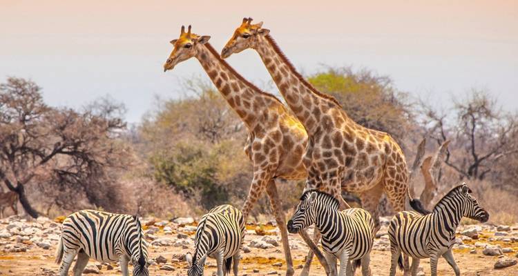 Giraffes and zebras peacefully grazing in a savannah landscape.
