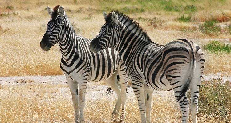 Norma Caleidoscopio de Namibia - MEIERS WELTREISEN 3