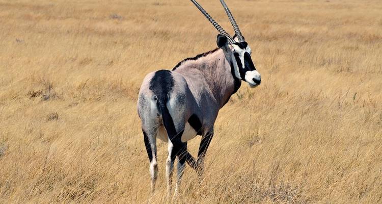 Norma Caleidoscopio de Namibia - MEIERS WELTREISEN 8