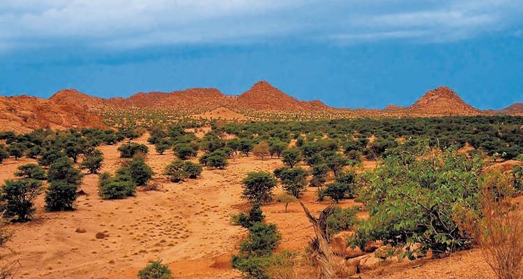 Trockene rötliche Landschaft mit kleinen grünen Akazienbäumen unter einem tiefblauen Himmel in Namibia.