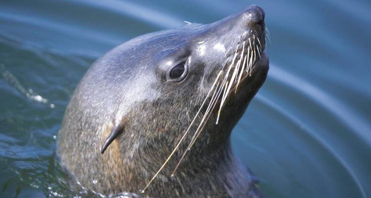 Nahaufnahme eines Robbenkopfes, der aus ruhigem Wasser auftaucht, die Schnurrhaare glänzend.