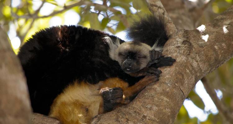 Aventure marine à Madagascar (voyage de groupe) - Là où la forêt rencontre la mer - Mora-Travel S.A.R.L. 8